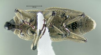 Media type: image;   Entomology 603342 Aspect: habitus ventral view